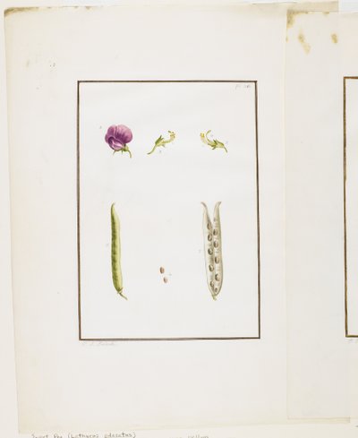 Dissezione botanica: Pisello odoroso (Lathyrus odoratus), c.1778-90 da Pierre Joseph Redouté